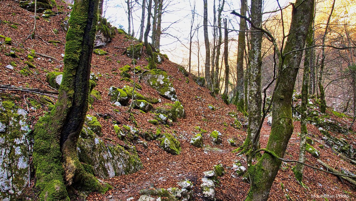 StjepanStimac's tweet photo. Kanjon Vražji prolaz i potok Jasle                         #vražjiprolaz #kanjon #potokjasle #gorskikotar #photography https://t.co/f8Ymm6r7Vy