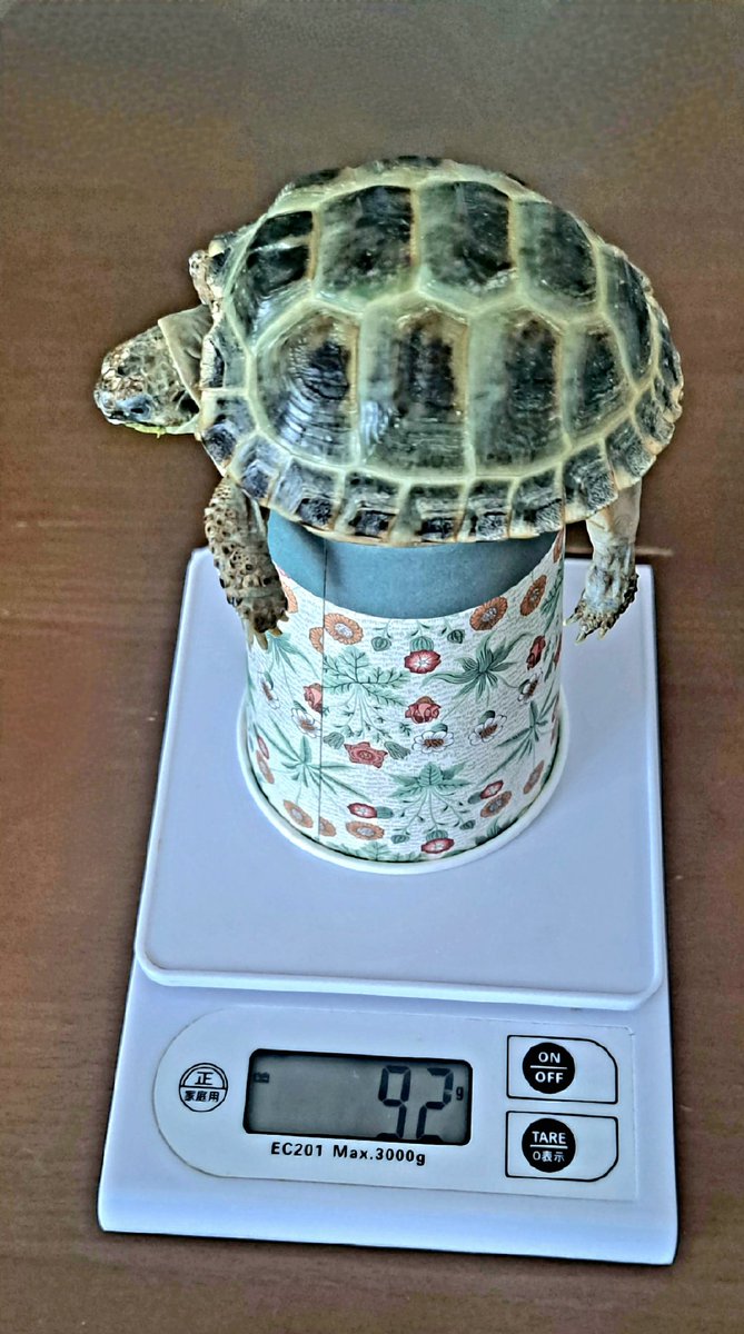 satoshioJapan's tweet photo. 体重が、92gになったカメ🐢
#ロシアリクガメ
#風 #92g #3月4日
あんよつっぱってて、かわい https://t.co/ZQSWuYO9bh