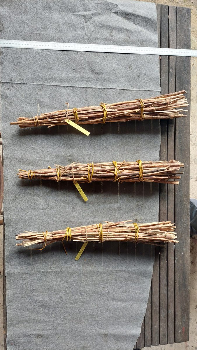 ALIGHT_MSCAPF's tweet photo. 📷📷From flame to charcoal📷📷

In order to better understand the route of prehistoric groups in caves, #GaëlleRousseau studies the distribution of charcoal fallen from  torches. Through an experimental approach combining the manufacture of torch,... https://t.co/FmrQboVqmD