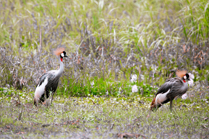 Happy #WorldWildlifeDay, #WWD2024 !
Let's all of us Embracing Digital Innovations in Conservation.