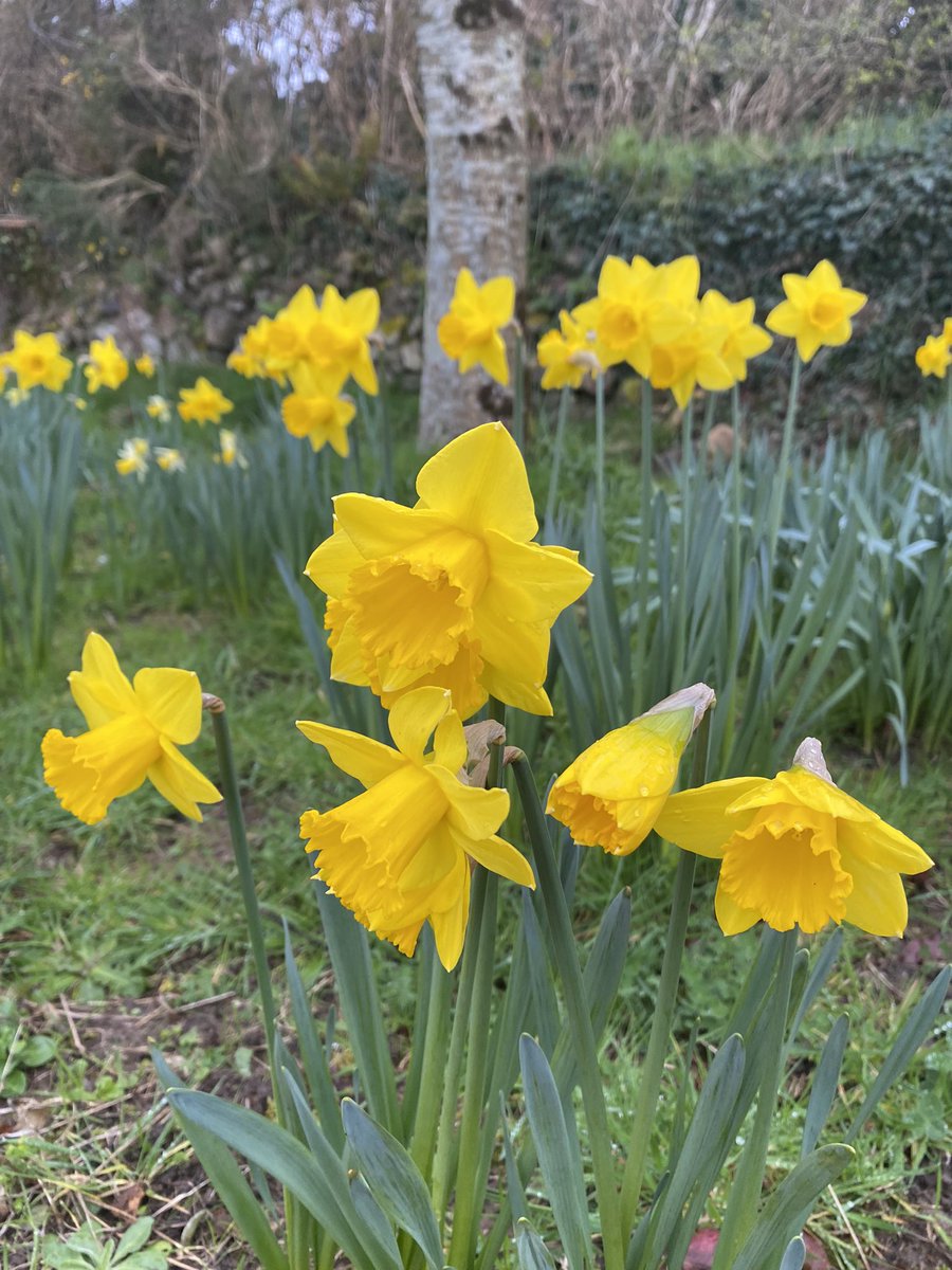 That time of the year #daffodils