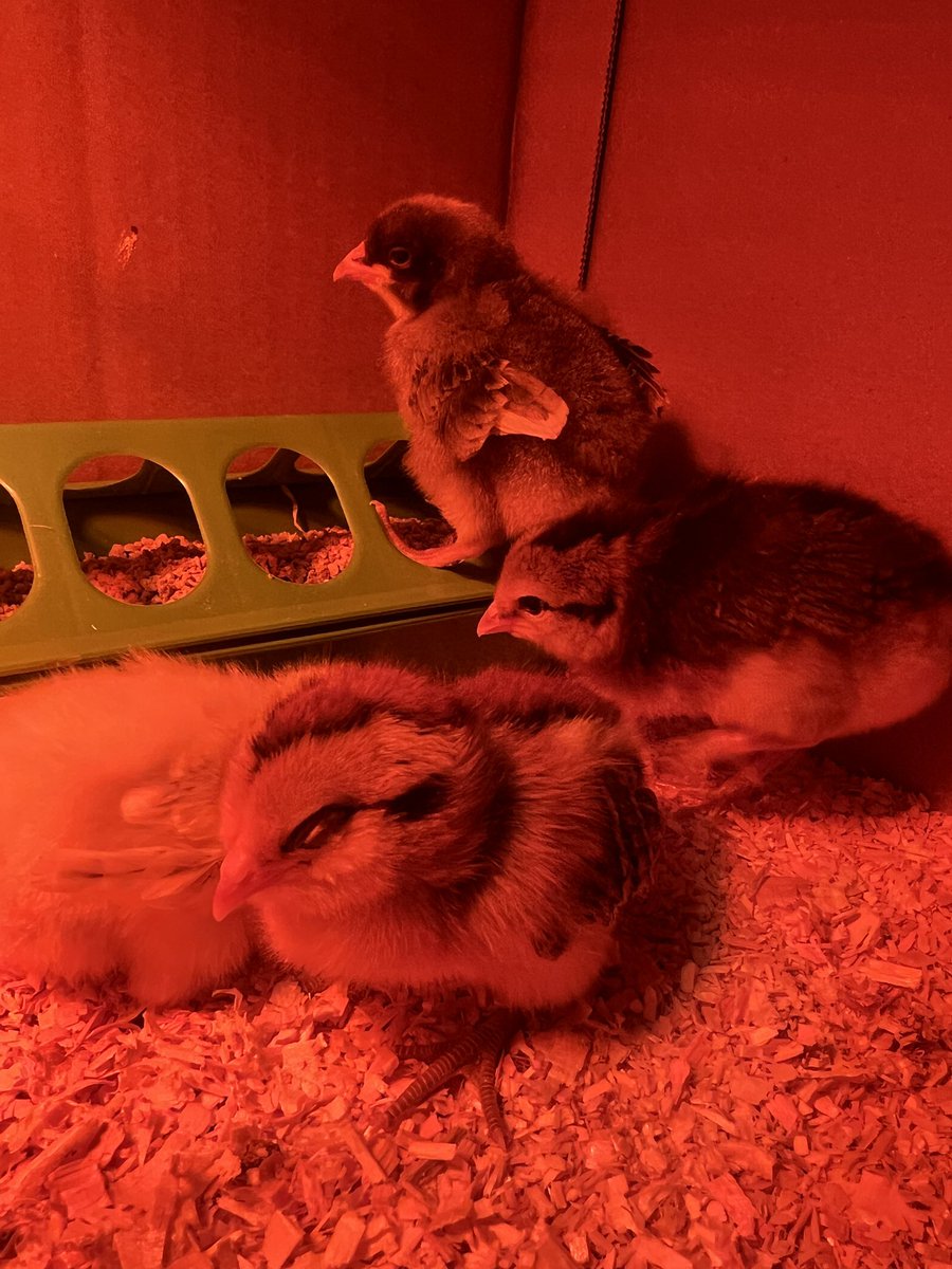 moonjockie's tweet photo. welcome to the family little ones!!! https://t.co/rtKVmTjP62