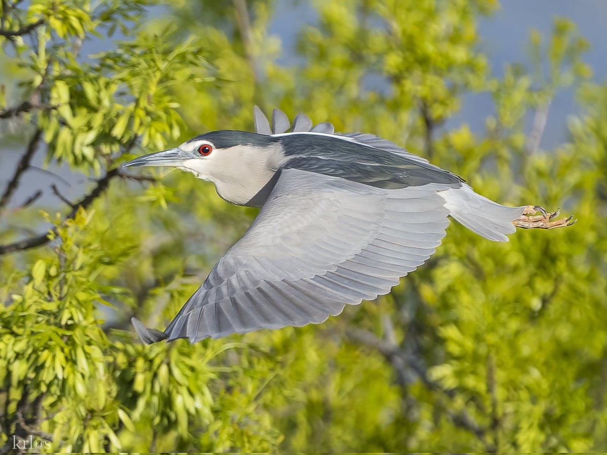 Buenos días.
Ojo que el lunes se pasa volando.
Martinete común
(Nycticorax nycticorax).
Extremadura, naturalmente.