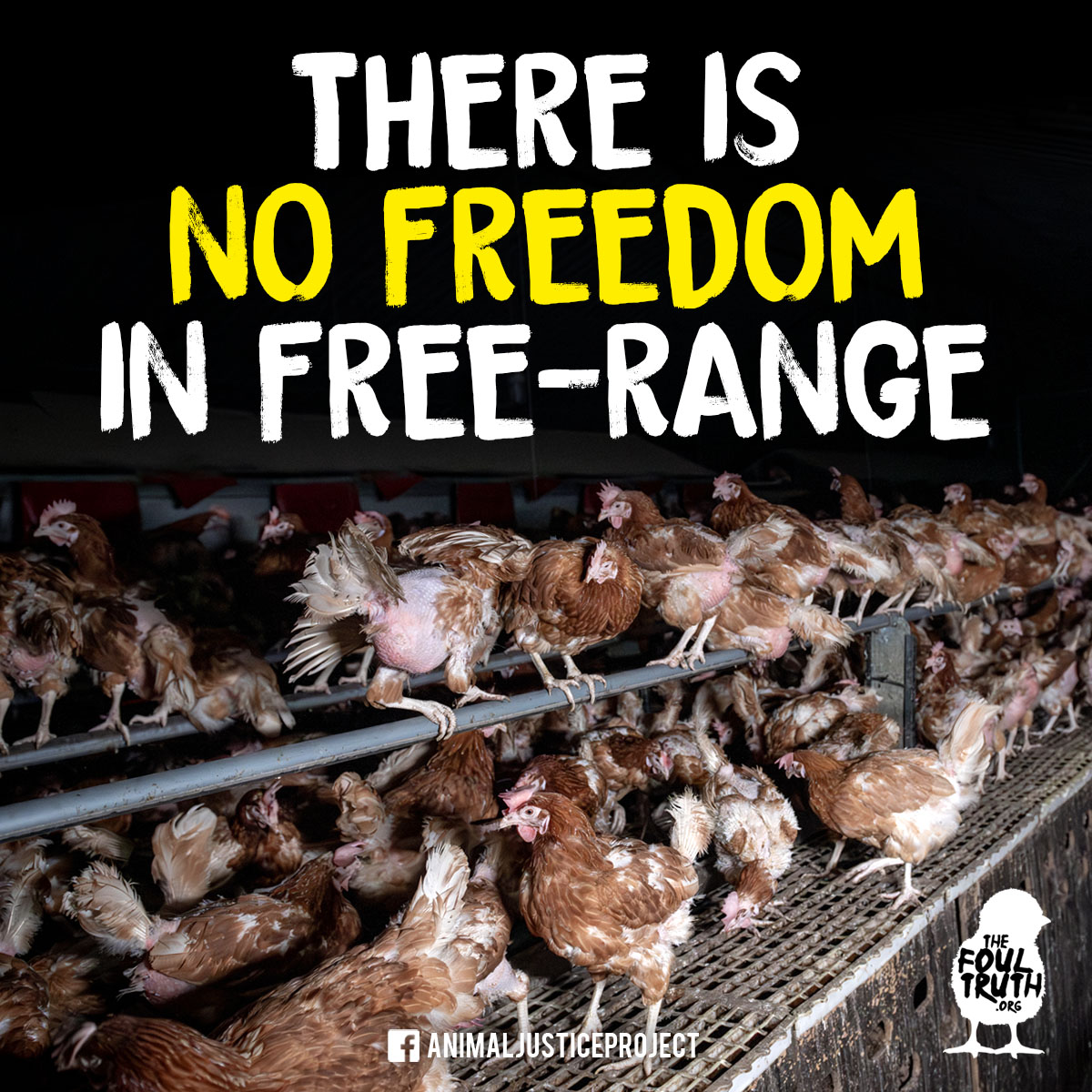 ajpReact's tweet photo. There is nothing ‘free’ about a hen who spends 16 hours a day in a crowded, dirty shed surrounded by thousands of others.  Ultimately, she will be #slaughtered at 18 months old when her #egg production drops. 

Does this sound like #freedom to you? 
https://t.co/ycvjpMNwH5 https://t.co/JUbzKrrDyZ