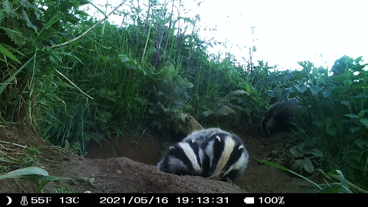 Northantsbadger's tweet image. #BadgerMonday we are celebrating beautiful, bouncy badger cubs! 
These ones we support fed when their mum was sadly killed on the road. They thrived with our support! You can help badgers like this by joining our committee or donating to our rescue work.  buff.ly/3IhMFyL