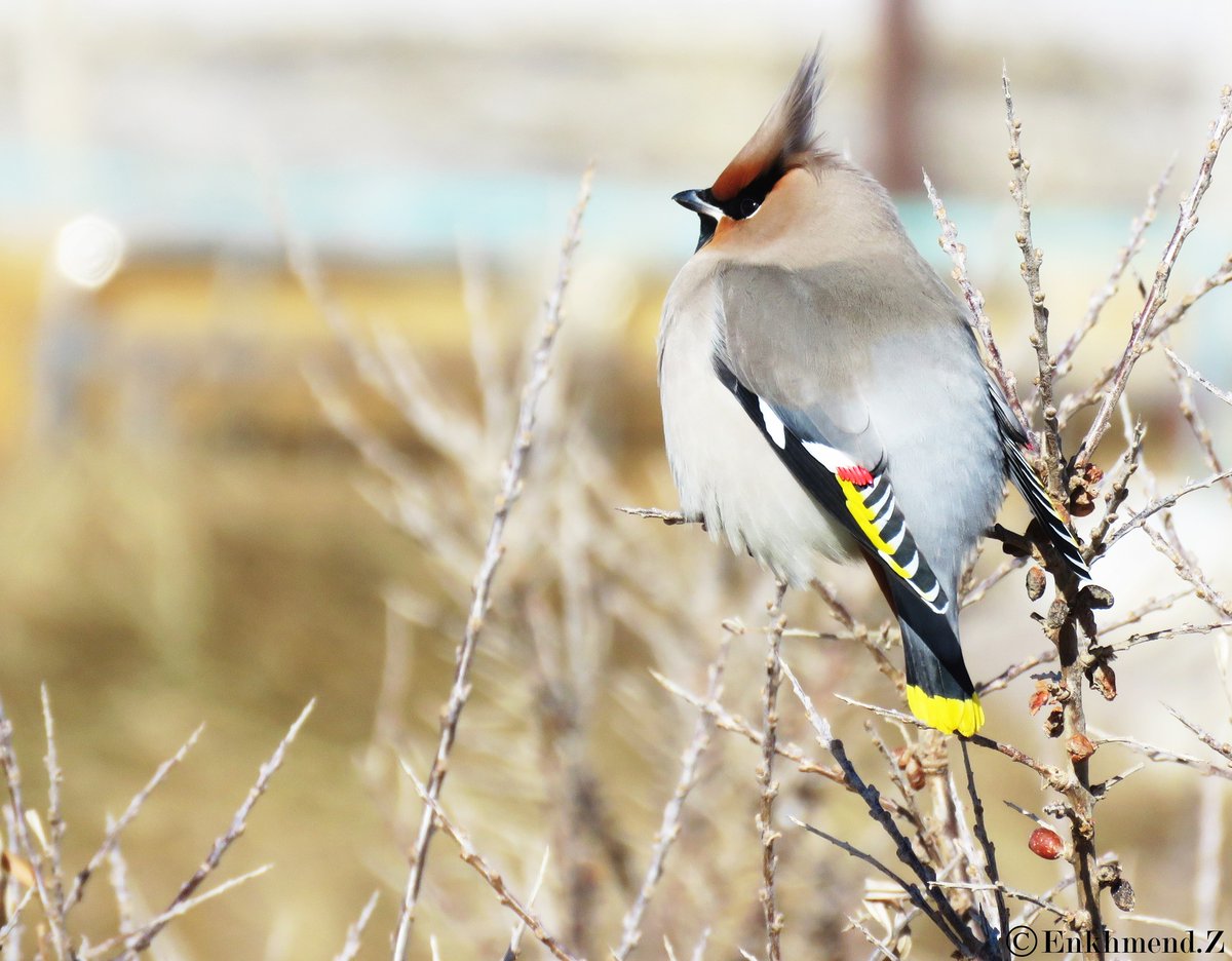 Шивэр энхэт бялзуухай (Bombycilla garrulus) Bohemian waxwing 🩶