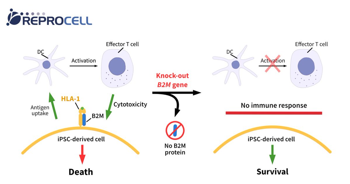 _REPROCELL's tweet photo. #CellTherapy faces #ImmuneRejection hurdles. #GeneEditing offers a solution by tweaking immune recognition properties. For example, editing the B2M gene can evade immune detection, enhancing therapy effectiveness. Find out how we can help your project: https://t.co/jmAUf5UsWL https://t.co/R1dnULdr77