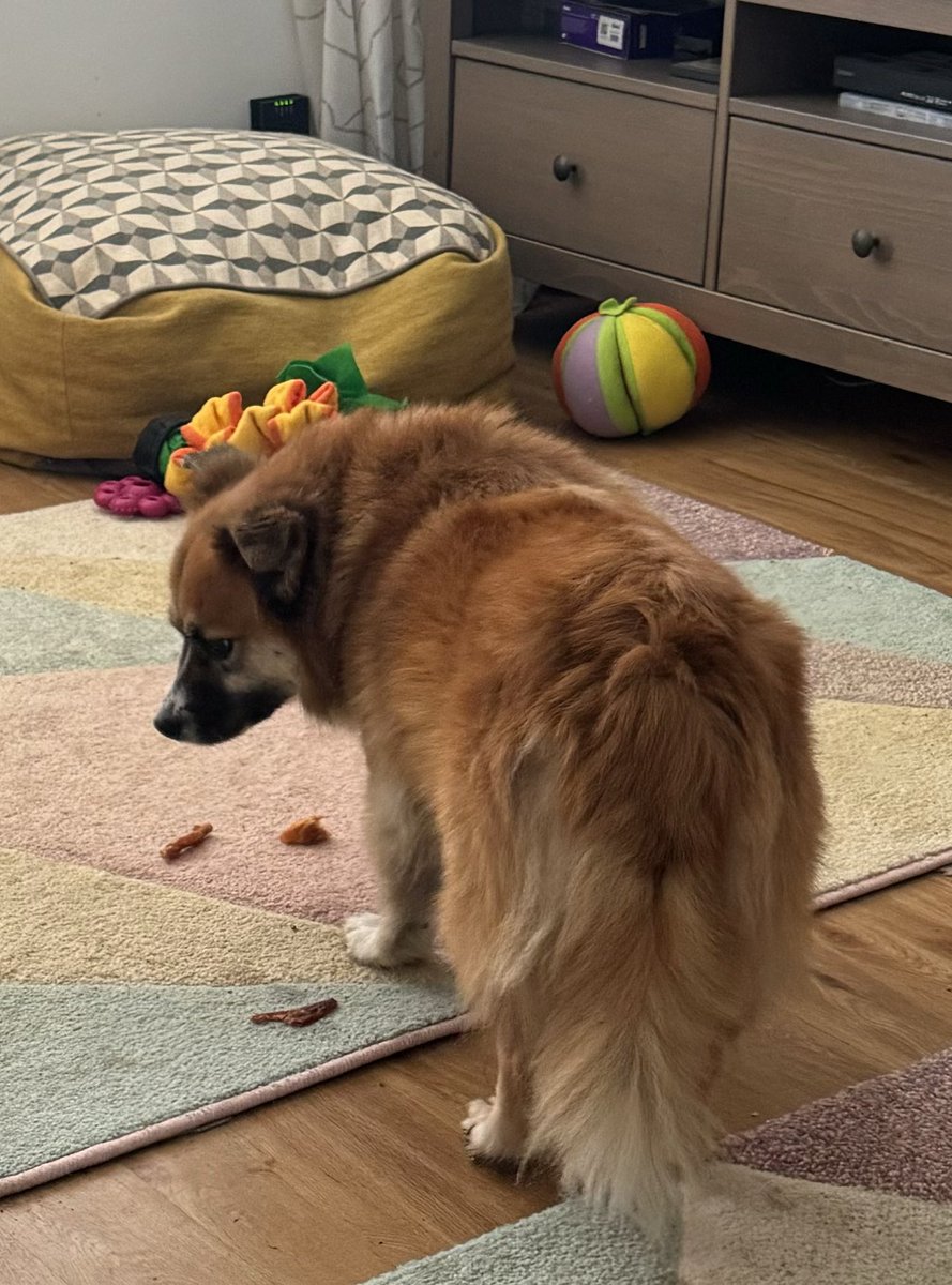 SarahPinborough's tweet photo. The tragic facial expression of a dog who can’t eat his favourite treats cos it hurts his ear when he chews… (yes we are going to the vet..)#worstthingever https://t.co/2tYCclJbWf