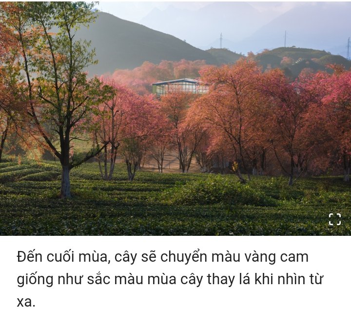 TheEarch321's tweet photo. #MaiAnhDao #RuRo #SaPa
Mai anh đào bung nở rực rỡ ở Sa Pa
https://t.co/fBrYqCB57B https://t.co/TBUrhWnAK0