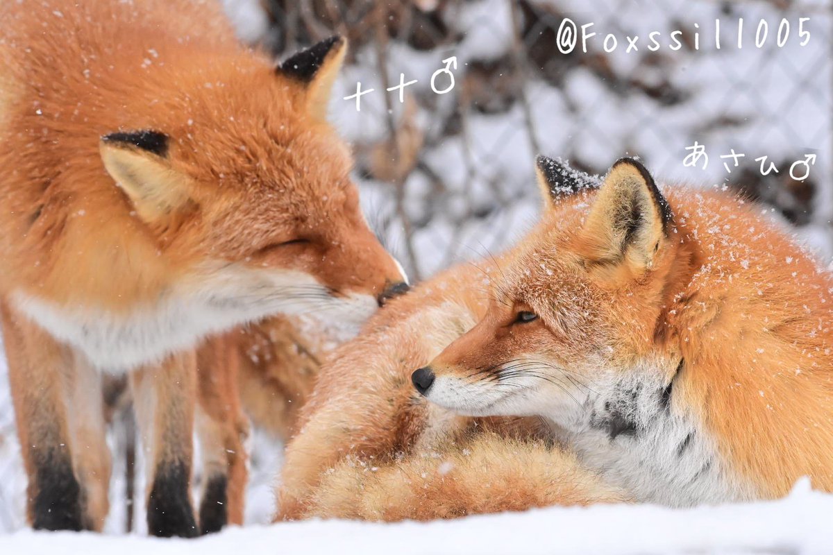 A：殿堂入りおきつね】 ナナ♂とあさひ♂ 男同士の熱い友情？ 📸：2024