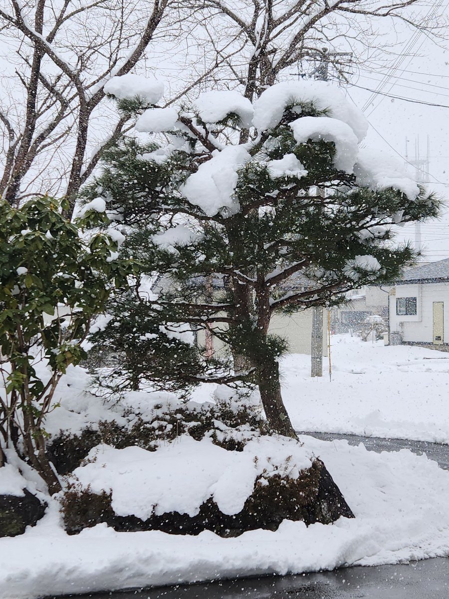 Terachan0327's tweet photo. 3月なのに…真冬に逆戻り⛄
冬が『そういえば雪降らすの忘れてたわ😅』と言っているかのような大雪☃️ジャンジャン降ってます🌁⛄🌁
#3月 #冬 #逆戻り #雪 #春よこい #Comespring https://t.co/6ImRTCUrO6