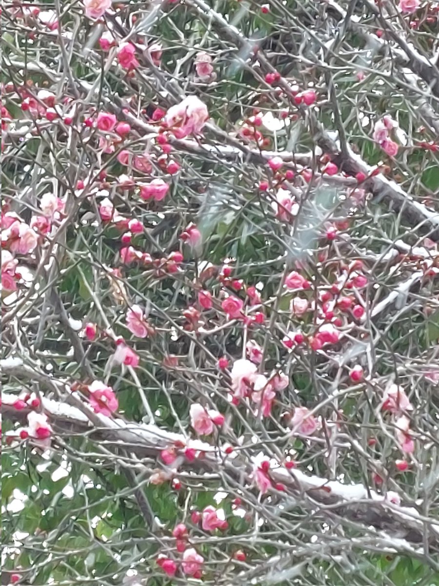 また雪が降り、紅梅に雪が積もり花が寒そう〰️😅