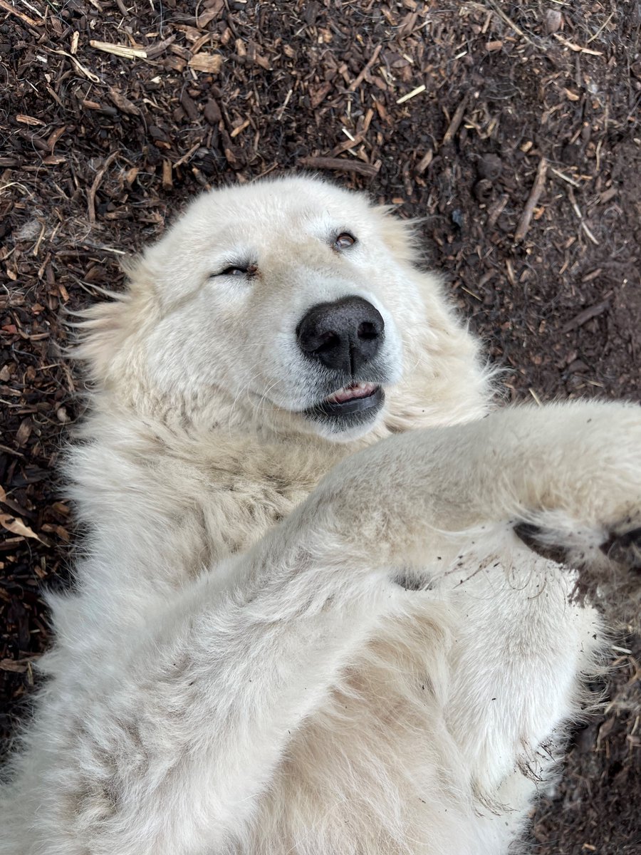 WboolPenguins's tweet photo. Maremma Monday: self-care special! 🐧🐶
Isola's self-care routine includes downtime to rest &amp; recharge for her next shift and visiting one of our major sponsors, The Vet Group in Warrnambool, for her annual check up! 🐧🐶 https://t.co/O1FN4EIP3w
