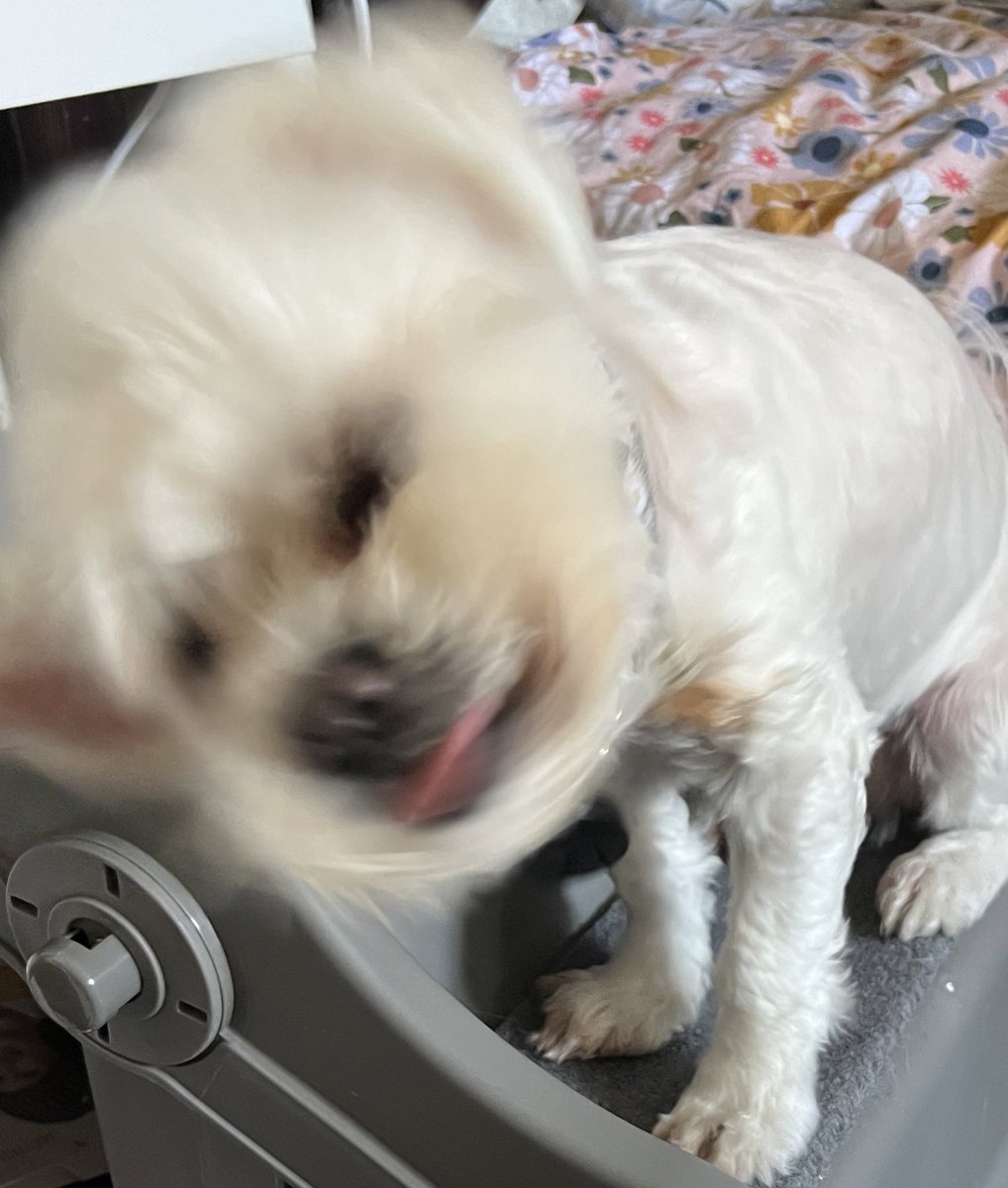 DobbySwift's tweet image. Snapshot of my day