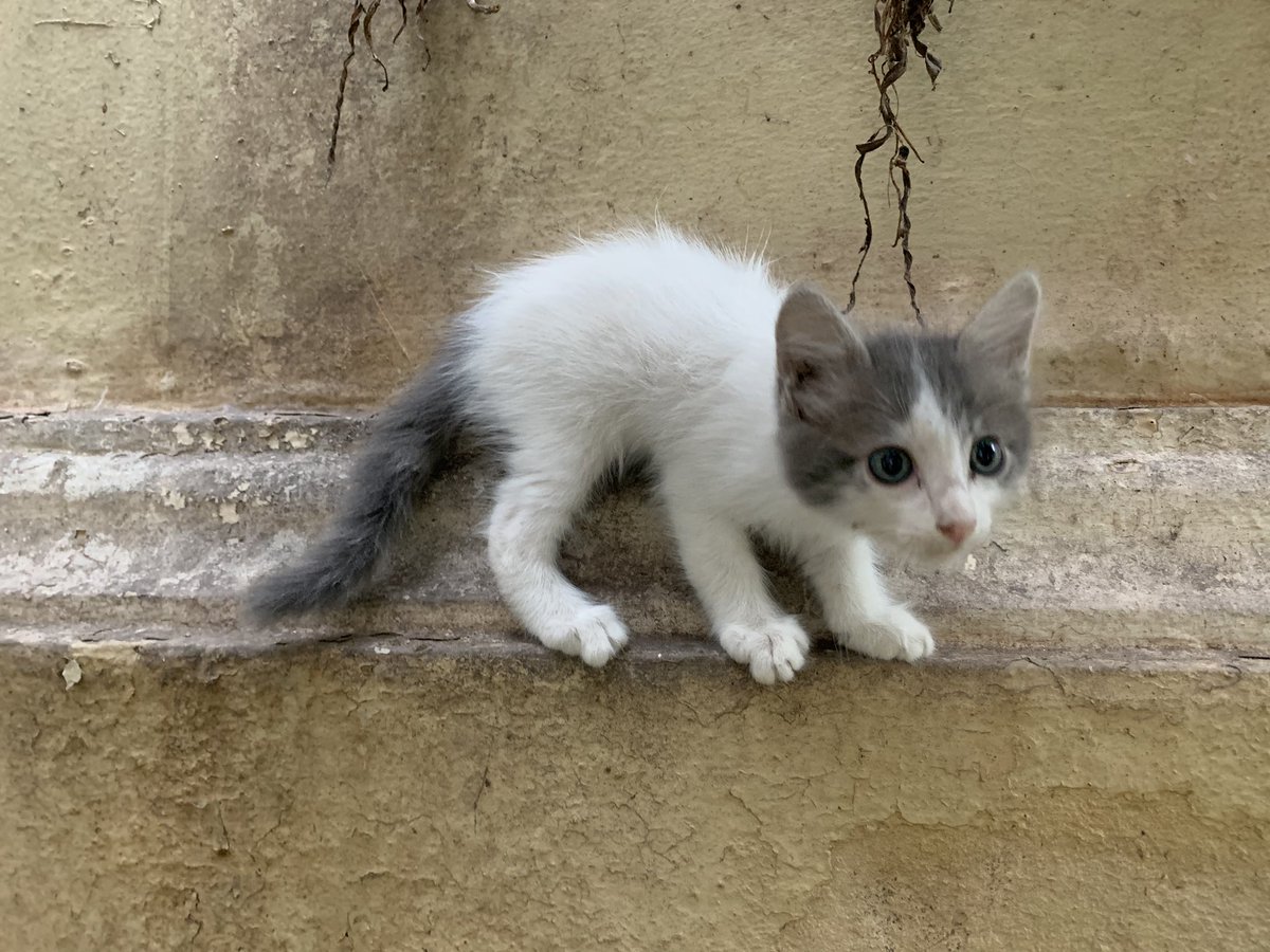 ariveracarrillo's tweet photo. Bebés de mes y medio abandonados hoy en el #ParqueKennedy buscan hogar temporal o permanente de manera urgente. Son dos hembras y dos machos 🙏🏻🙏🏻🙏🏻 https://t.co/AHmy4rF4jS