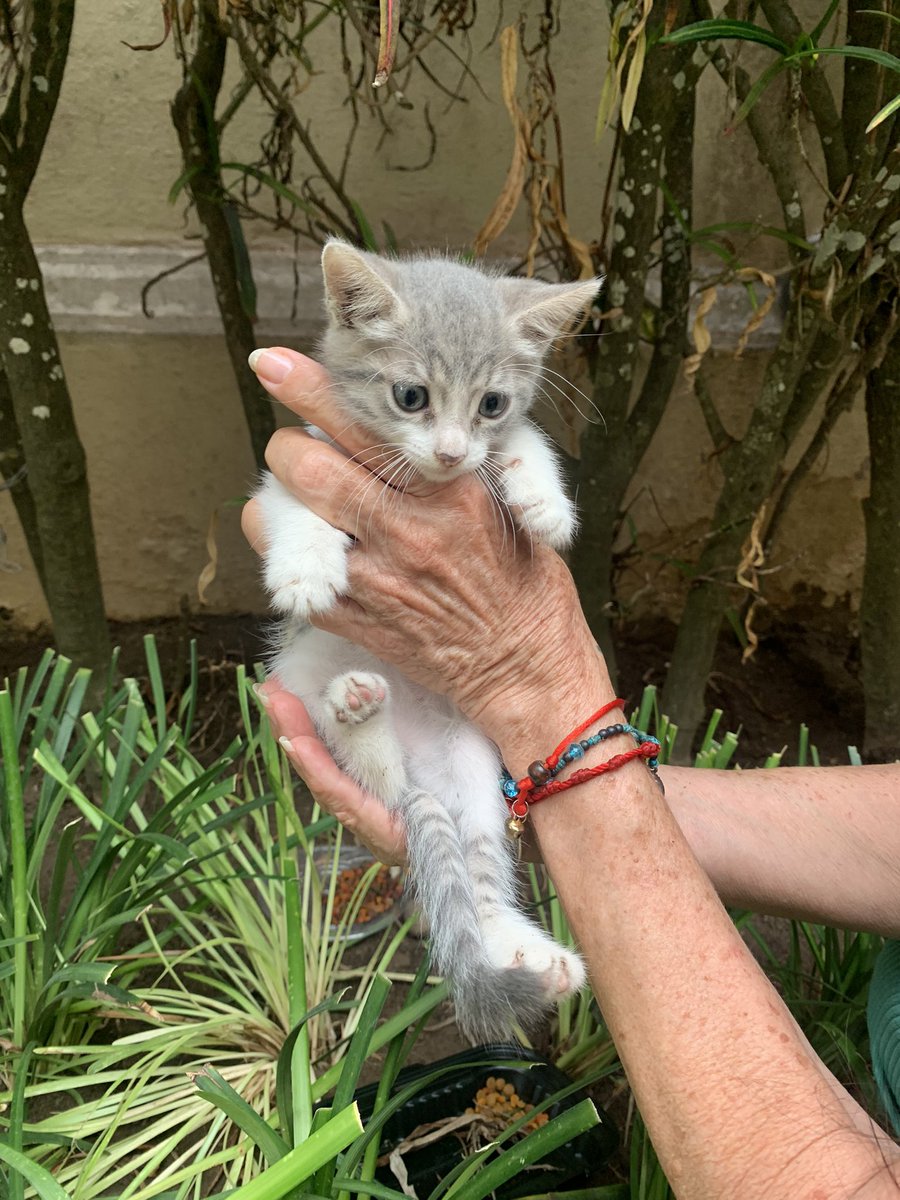 ariveracarrillo's tweet photo. Bebés de mes y medio abandonados hoy en el #ParqueKennedy buscan hogar temporal o permanente de manera urgente. Son dos hembras y dos machos 🙏🏻🙏🏻🙏🏻 https://t.co/AHmy4rF4jS