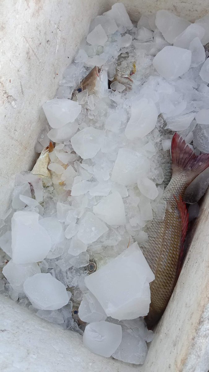 A35579Hermanto's tweet photo. Selasa (27/02), Ashar Hermanto, Luhkan Bolsel, di KUB Gualo Jaya Desa Mataindo (Asran Katangin) melaporkan hasil tangkapan Ikan Demersal, dengan Alat Tangkap Pancing, sebanyak 12 Kg dengan harga jual Rp. 50.000/Kg
#GiatLuhkanSatminkalBitung #PusLatLuh #BPPPBitung #Bolsel #Tangkap https://t.co/DnEEpXXCYz