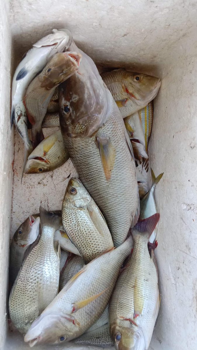 A35579Hermanto's tweet photo. Selasa (27/02), Ashar Hermanto, Luhkan Bolsel, di KUB Gualo Jaya Desa Mataindo (Asran Katangin) melaporkan hasil tangkapan Ikan Demersal, dengan Alat Tangkap Pancing, sebanyak 12 Kg dengan harga jual Rp. 50.000/Kg
#GiatLuhkanSatminkalBitung #PusLatLuh #BPPPBitung #Bolsel #Tangkap https://t.co/DnEEpXXCYz