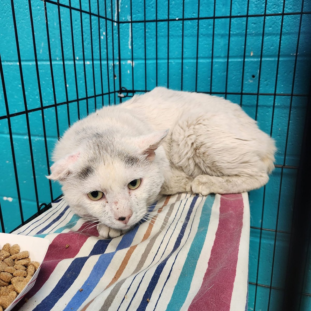 roundntalented's tweet image. OKC, Oklahoma! 
Norman is a 6yr old neutered male cat who was surrendered to Animal Welfare due to the owner having too many cats. The other cats he was originally housed with have all been adopted 😔 He is a shy, sweet boy who would love to claim  corner of your couch.