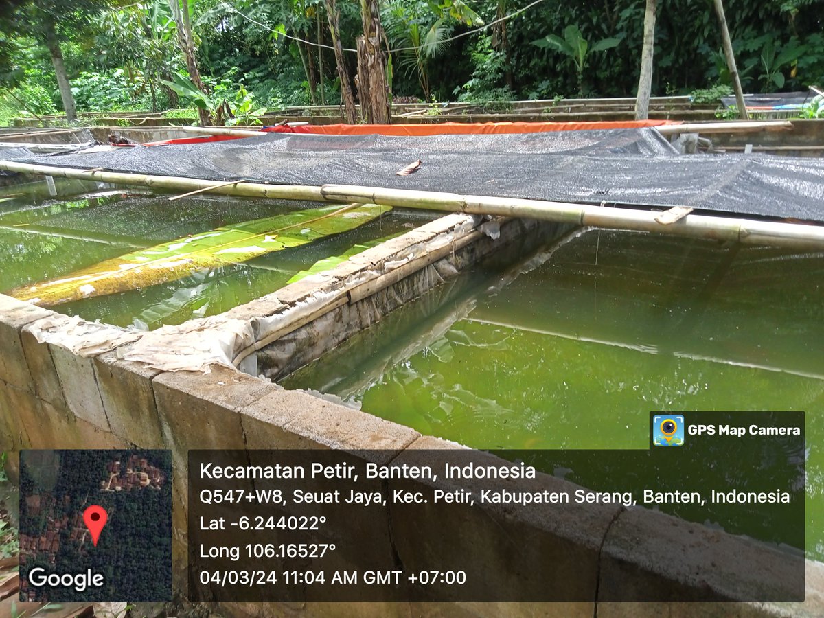 atiitusaya's tweet photo. Desa Seuat Jaya Kecamatan Petir Kabupaten Serang 
#luhlapor Produksi Benih 300.000 ekor per bulan @puslatluhkp @ikhsanharyadi https://t.co/ZxNDuDOFSF