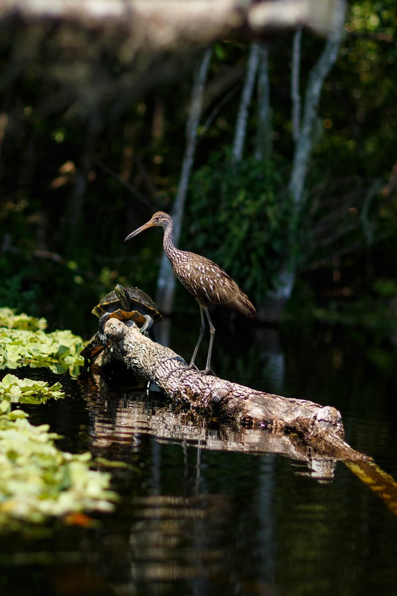 In 2013 at the The United Nations General Assembly, March 3rd was declared #worldwildlifeday to recognize the need and benefits plant and animal species contribute to our climate of today and forfuture generations. #WWD2024  #TechForWildlife #ConnectingPeopleAndPlanet #teamcanon