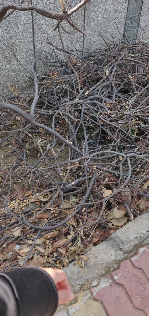 DeepaliPunyani's tweet photo. @JarnailSinghAAP it's been almost 15 days, these dead plants and garbage has not been picked up from Tilak Nagar 7 Block park. #deadplants #dirtypark #mcd #sdmc https://t.co/6eGZfKFGDo