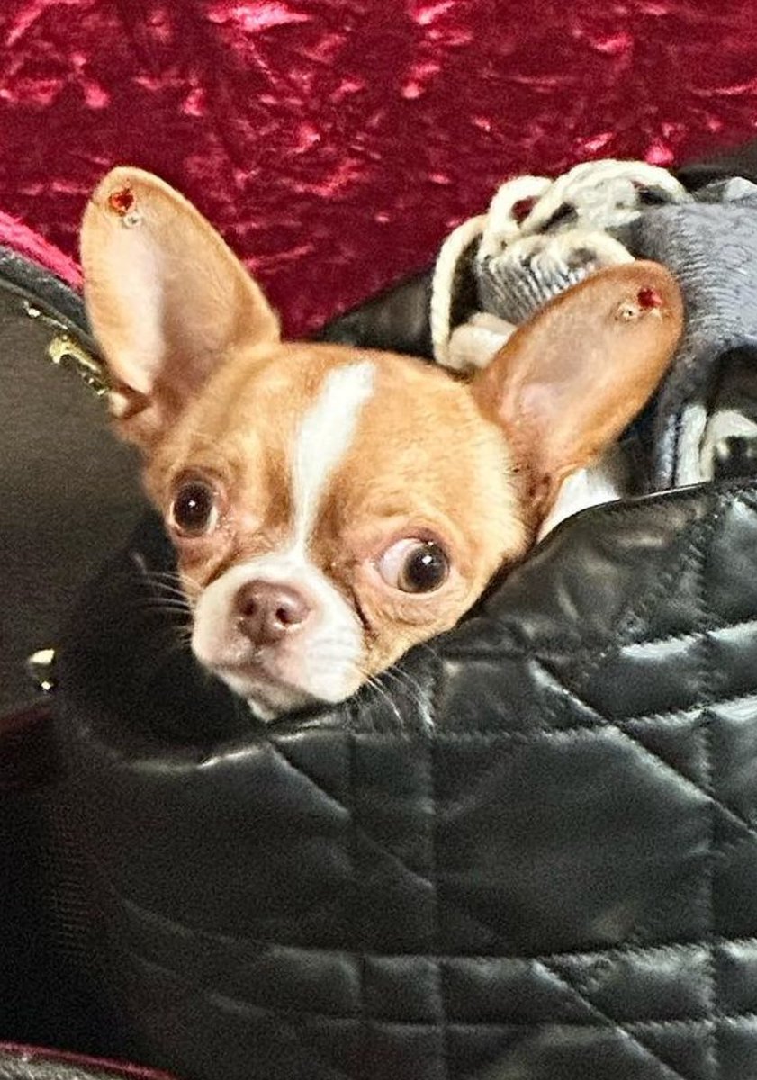 Ljudi jel realno da su Mitrovići probušili čivavi uši? Pas nosi naušnice? Di su sad životinjske kontrole pitam se 🤔🫣

#milicamitrovic #zeljkomitrovic #pinktv #šimanovci