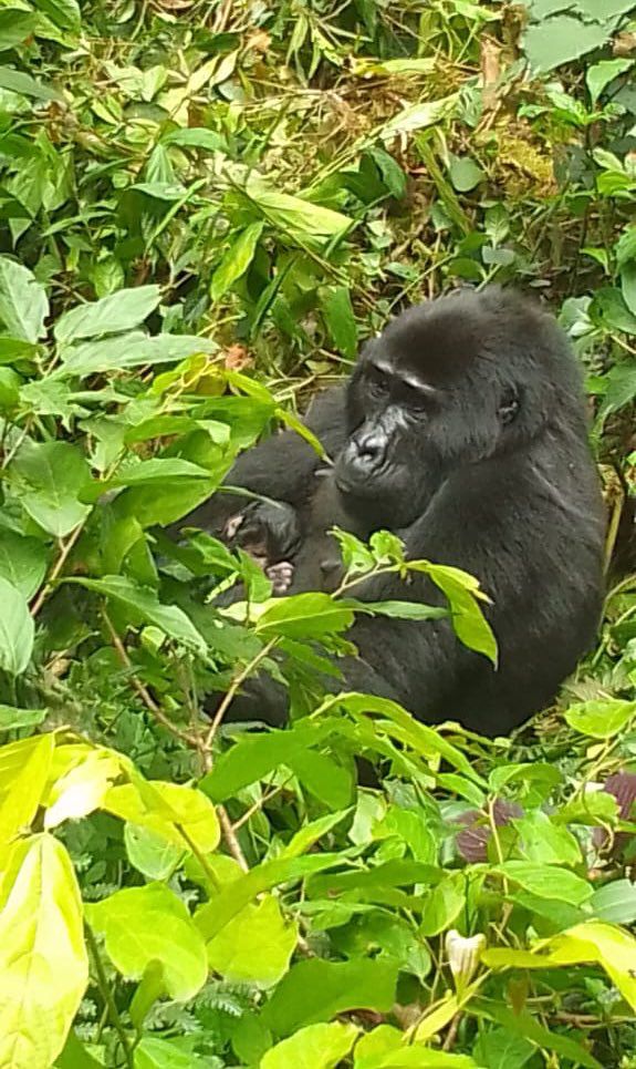AdventureVac's tweet photo. Great news from Bwindi Impenetrable National Park an adult female Kwitonda of the Nkuringo gorilla group gave birth to a healthy baby bringing this family to 14 members. 
#gorillatrekkiNg #mgahinganationalpark #mountaingorillas #bwindiimpenetrablenationalpark #VisitUganda https://t.co/8YvmYg3sTN