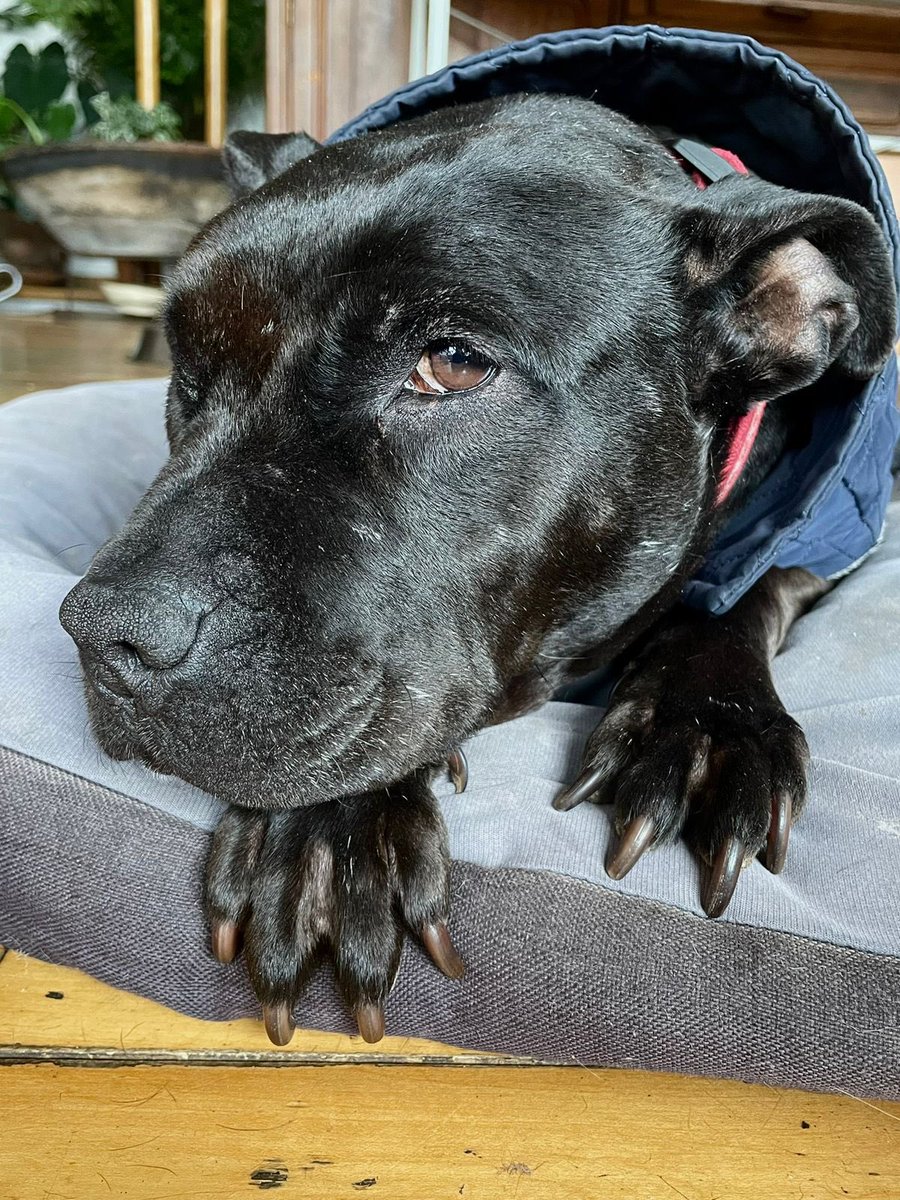 M_Bernal_'s tweet photo. +es SÚPER CARIÑOSA con los humanos, pero no convive con otros perros justo por haber sido perro de pelea. La trato de mantener separada pero es muy peligroso y ya no puedo tenerla más.
No la voy a regresar a la calle,
así que por favor ayúdame a compartirla!!!! https://t.co/dj49GGH4nb