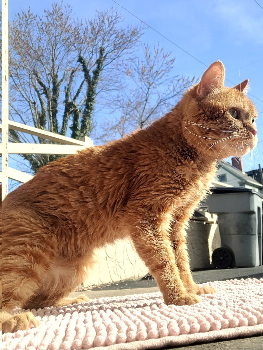 lynnslagle42's tweet photo. We went outside today and got some sun. I need to get him a play pen for outside, or a little hut. We both enjoy the outdoors #cerebellarhypoplasia #chlove #wobblykitty #chkitty #louiepatchouliblue #outsidetime #vitd #sunpool #catchinrays https://t.co/yuDj0ZRNGa