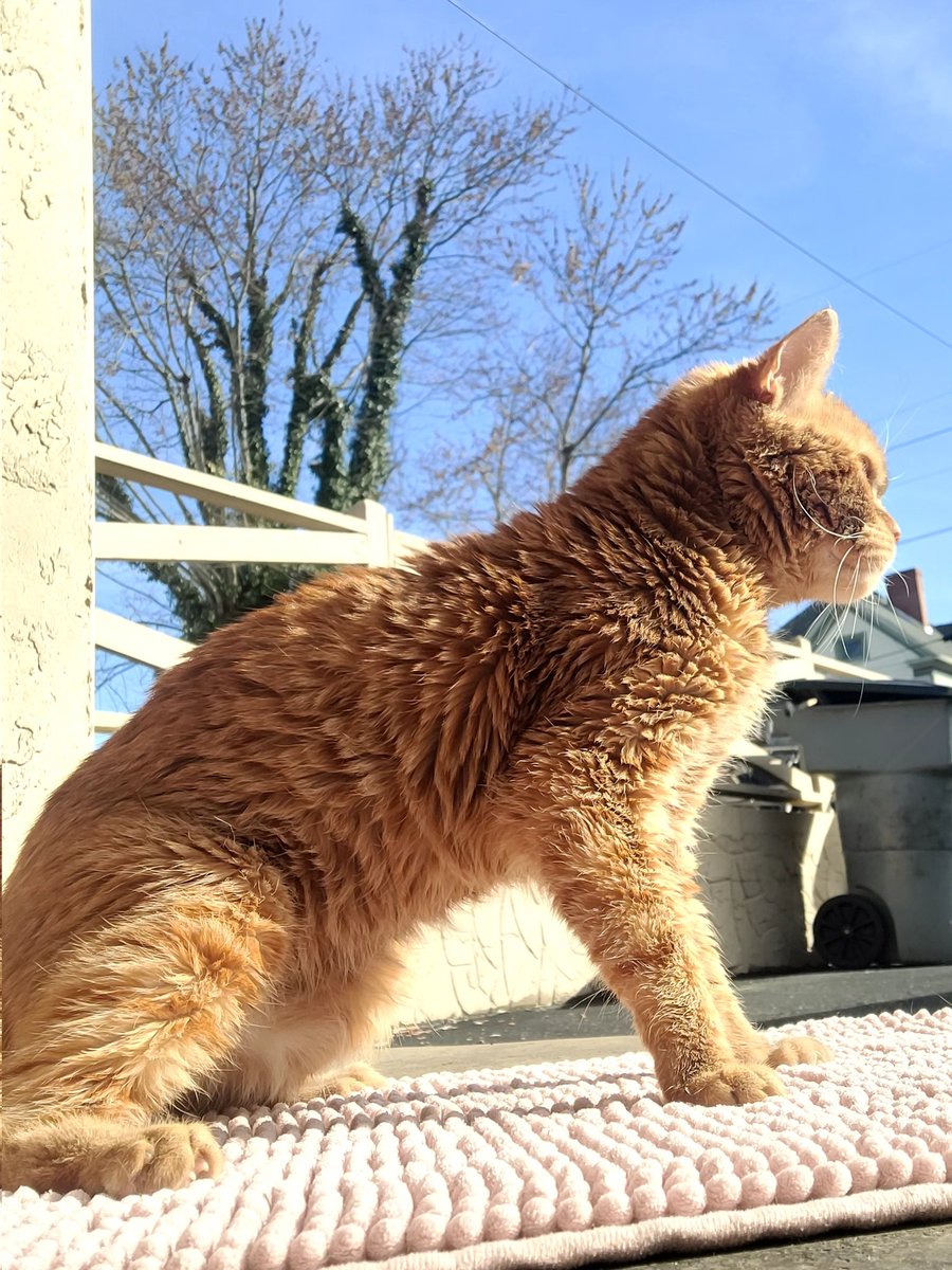 lynnslagle42's tweet photo. We went outside today and got some sun. I need to get him a play pen for outside, or a little hut. We both enjoy the outdoors #cerebellarhypoplasia #chlove #wobblykitty #chkitty #louiepatchouliblue #outsidetime #vitd #sunpool #catchinrays https://t.co/yuDj0ZRNGa