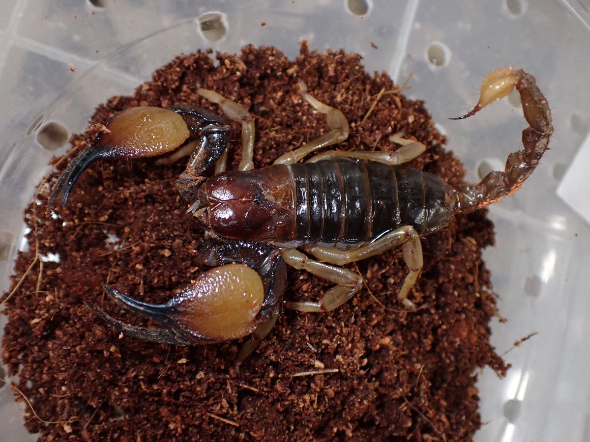 ロブストバロウィングスコーピオンOpistophthalmus carinatus お