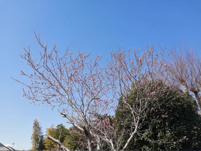お疲れ様です。気分転換。全てに鳥がいるのですがwww分かるかな。鶯、水鳥、烏、?鳥深夜まで仕事してたから春の陽射しが目に刺さります。 