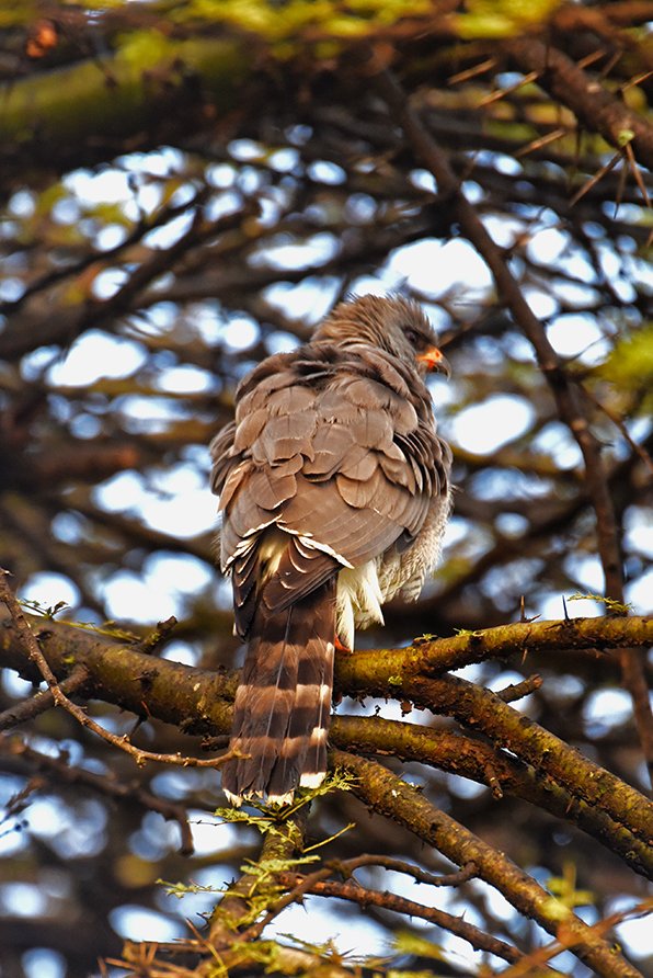 Happy new week, rafikis! Sometimes we all just want to fly away. Gabar goshawk (Micronisus gabar) #NairobiNationalPark.