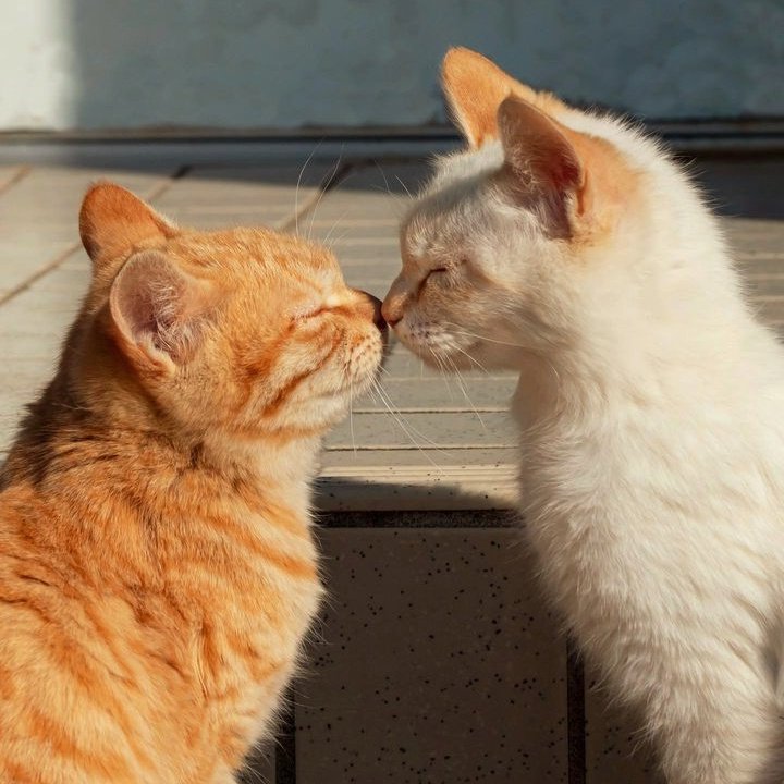 nocontextscats's tweet photo. 💞💞💞 https://t.co/0wHztmrVj6