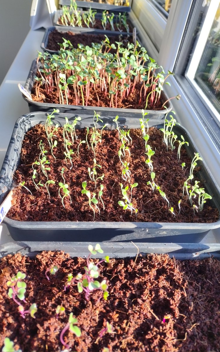 AllotmentPlot54's tweet photo. The windowsill is starting to look alive! https://t.co/nYyervBS9U