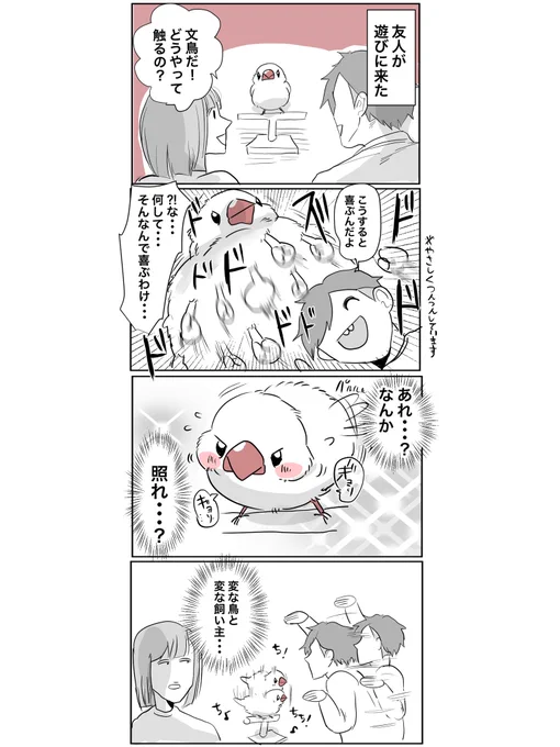 スキンシップ #文鳥 