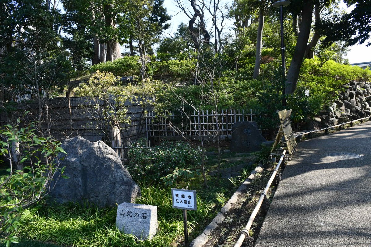 #ジンチョウゲ（沈丁花）も見頃を迎え、とてもいい香りが漂っています。ジンチョウゲはクチナシ、金木犀と並んで「三大香木」と呼ばれており、香りには気持ちが安らぐ効果があります。癒される香りに、うっとりと時間を忘れそうになりましたよ。ぜひこの貴重な香りをお楽しみください✨#戸越公園