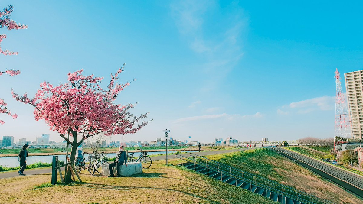 Pertanyaan tahunan muncul setiap ngeshare foto sakura Februari/Maret, kebanyakan ga percaya dan bilang itu bukan sakura.

Sekali lagi, bahwa sakura itu jenisnya ada banyak, dan yang mekar duluan itu jenis Kawazu Sakura, warnanya pink.

📍Sakuratsusumi Park, Chiba