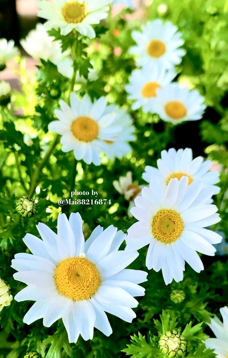 Mai88216874's tweet photo. ＃ノースポール

真っ白な花が
株全体を覆う様に
咲く様子が由来

一般名として定着している
｢ノースポール｣という名前
元は、”サカタのタネ”の
商品名だったそうです

🌸花言葉は
｢誠実」「高潔」
｢輪廻転生」等

ご訪問下さり♡本当に
ありがとうございます𓈒𓏸🙇‍♀️
3月も宜しくお願いします🍀🫶 https://t.co/Dzy76H74JC