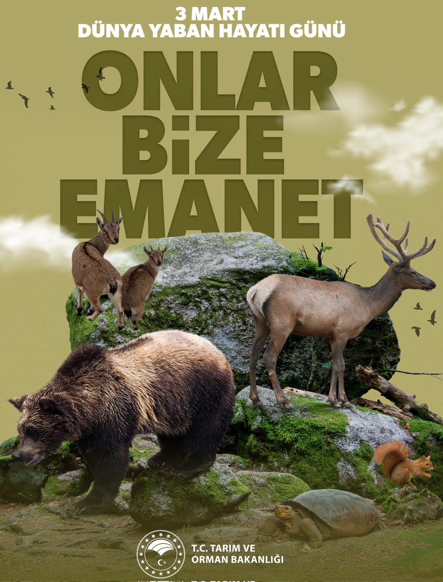 🦌Yaban hayatına yabancı,
Kamera Bakanlığı olmaz.
🐆Yaban Hayatını kameralar yönetemez.
🐾Yabancı türler, yıllardır afişlerde vs yer alıyor.
❗️Liyakat; ormancı veya biyolog meslektaş değildir.
❗️Yaban Hayatı Lisans mezunları atama bekliyor.
🇹🇷#KtüYabanHayatı
🇹🇷<a href="/ibrahimyumakli/">İbrahim Yumaklı</a>