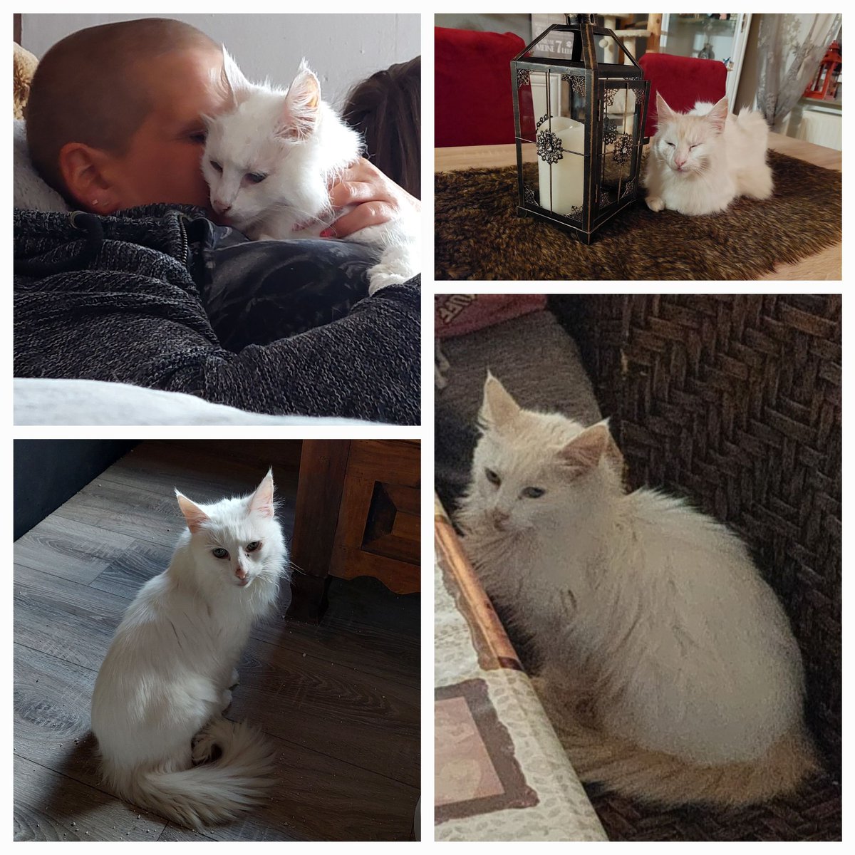 Alf131281's tweet photo. Lasst mit mir meine Snowi reisen und retweetet🙏sie fehlt so,ich musste so weinen beim Füttern eben😭aber es sind noch viele weiteren Seelchen die  noch leben und um die ich mich kümmern muss🐾wer kann uns helfen und unterstützen💜 https://t.co/0IYiYmg4p1
https://t.co/s0ONlLuTDD https://t.co/1N18ZbHx18