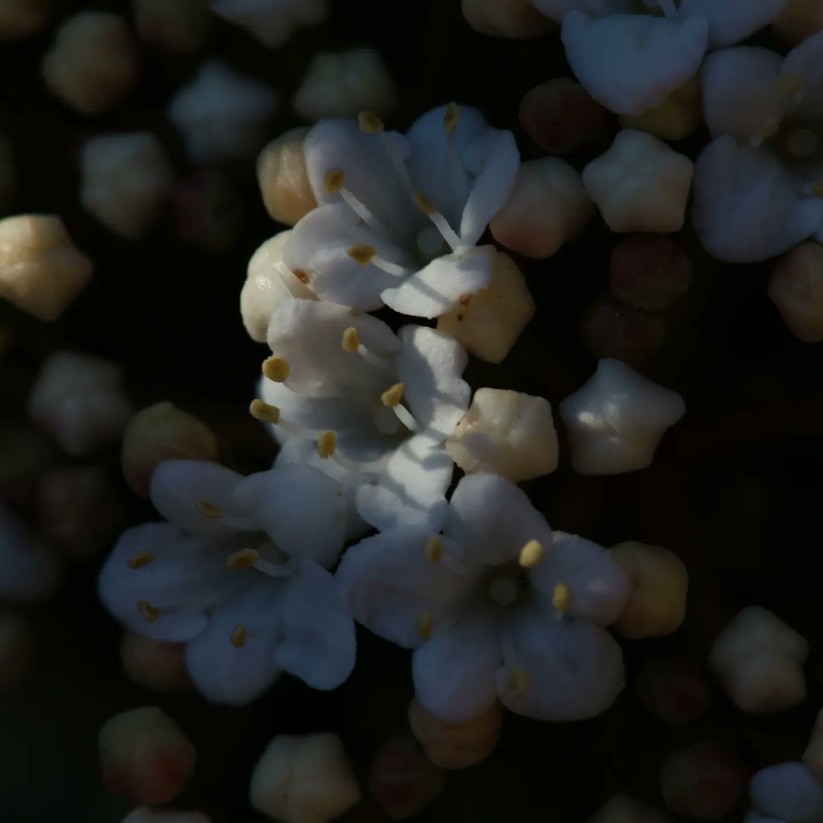 1er sortie avec le Sigma 105mm 2.8 macro avec du vent et à mains levées y a encore du boulot .
#canoneosr8 #sigma #photography