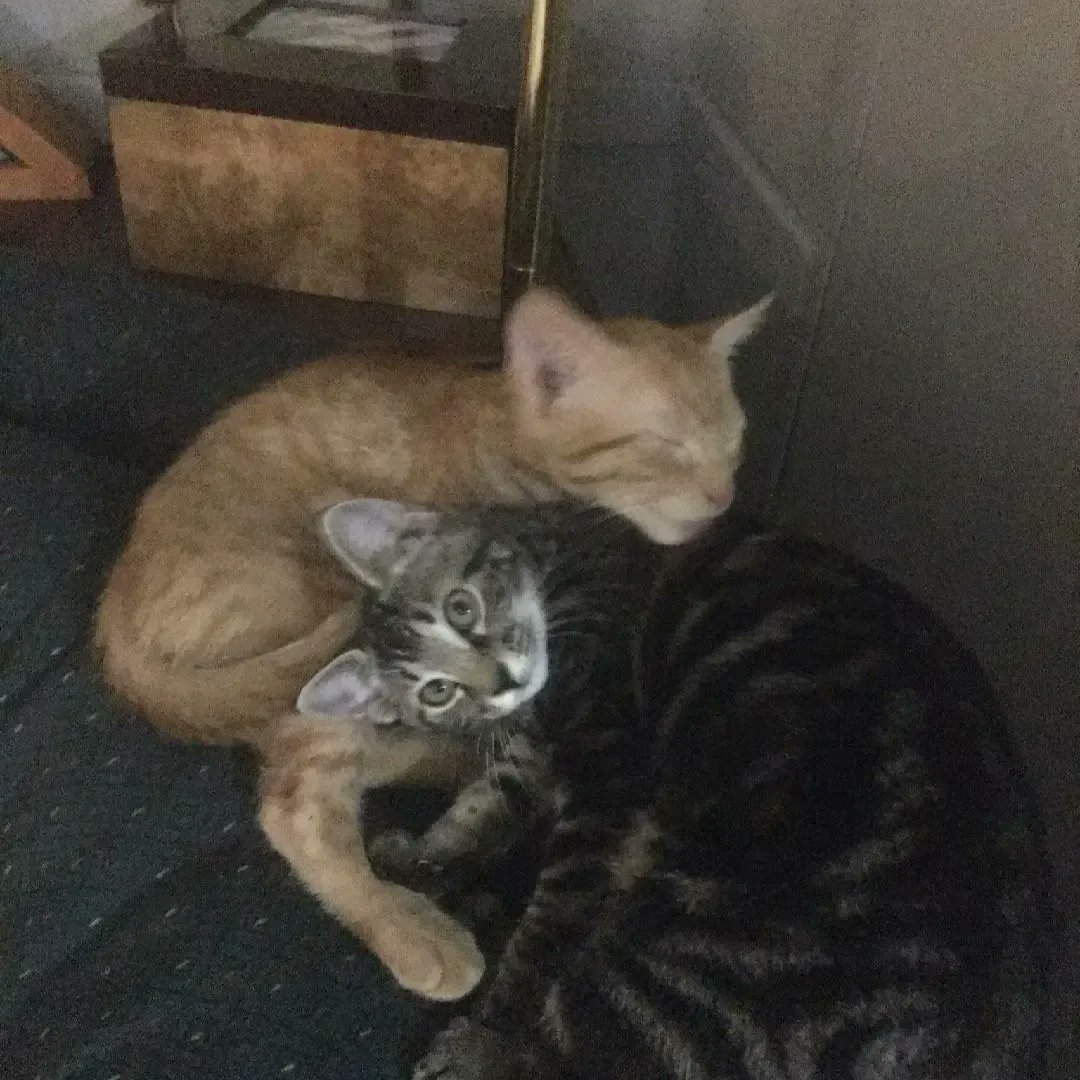 Furever home! Spooky, Stanley and Princess had their spay and neuter appointments and finished vetting. Their human family was happy to have them back home. Once abandoned as babies they now have all the love they could ever need. 😻❤️

#adopted #fixed #fureverhome #rescuecats