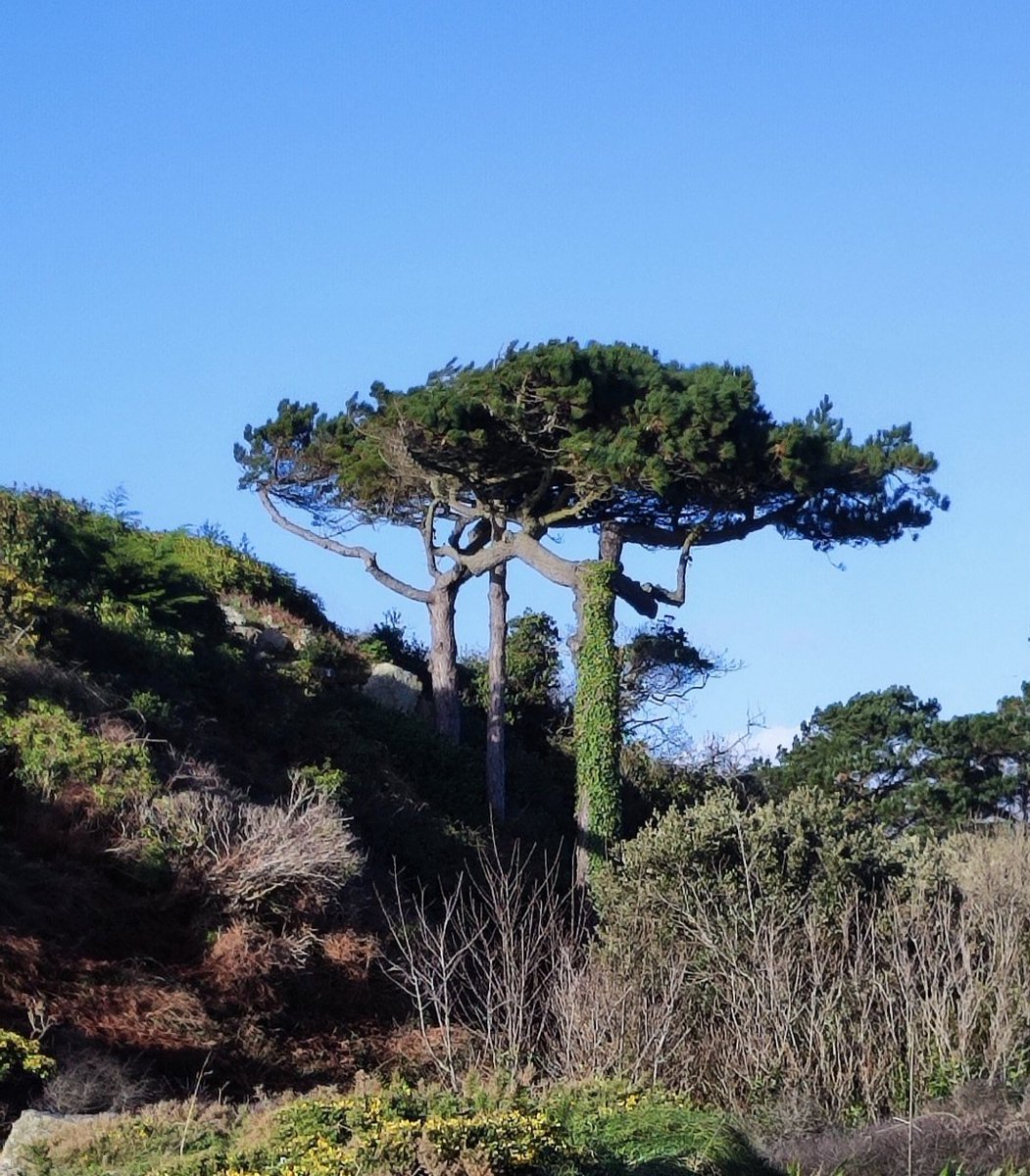 sandra_nimha's tweet photo. National tree week Ireland. #treeweek2024 #trees #treepeople #crann #heritage #biodiversity https://t.co/4FzfIM1YNJ