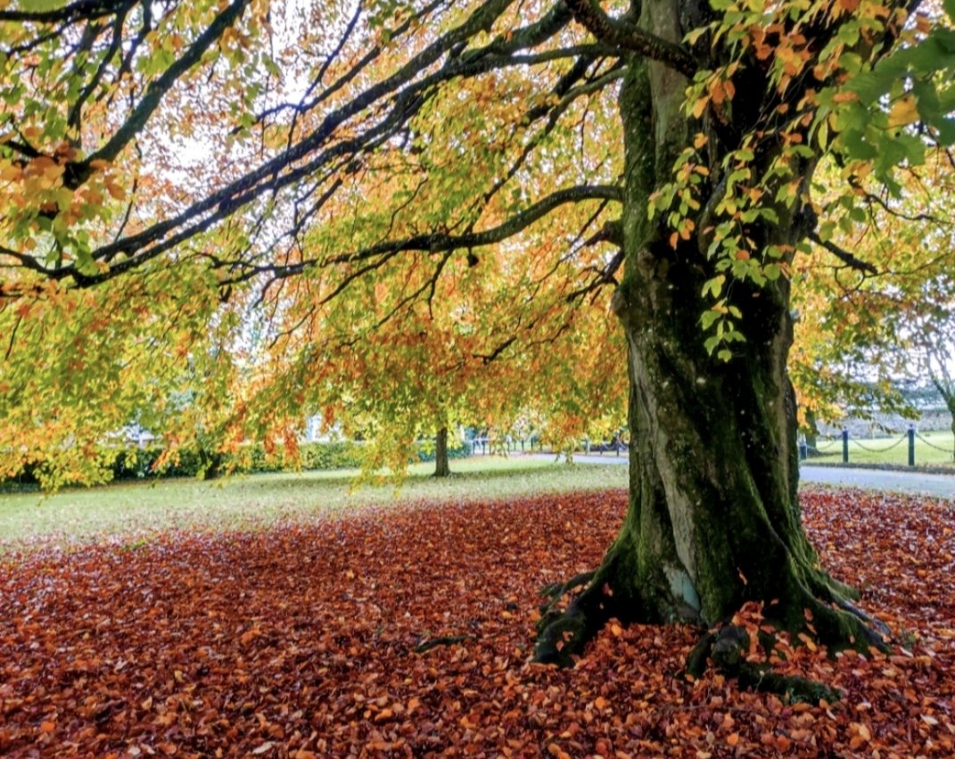 National tree week Ireland. #treeweek2024 #trees #treepeople #crann #heritage #biodiversity