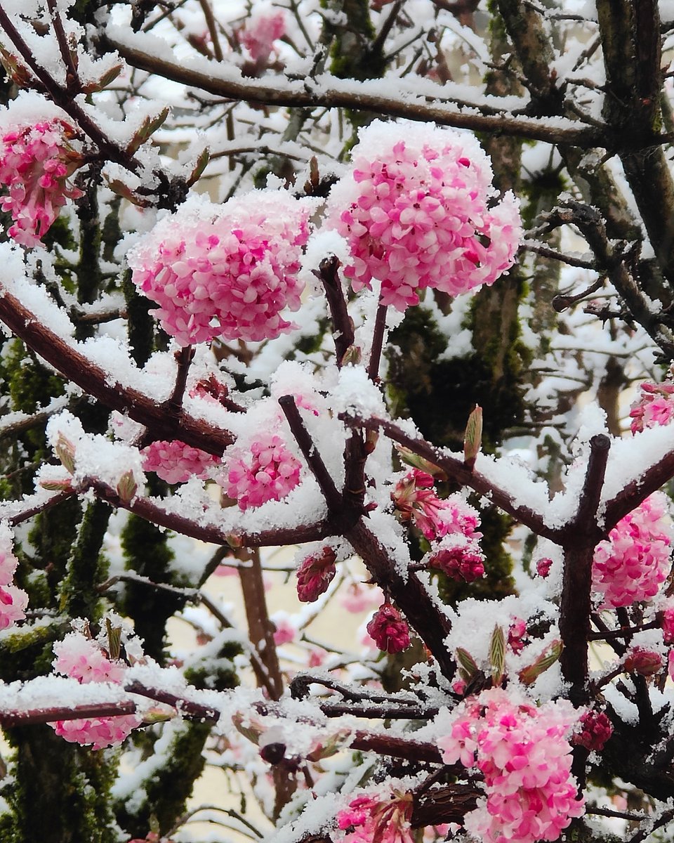 AgnesL38's tweet photo. Mélange hiver - printemps 😜❄️😁 #snow https://t.co/R3nWMG8VVJ