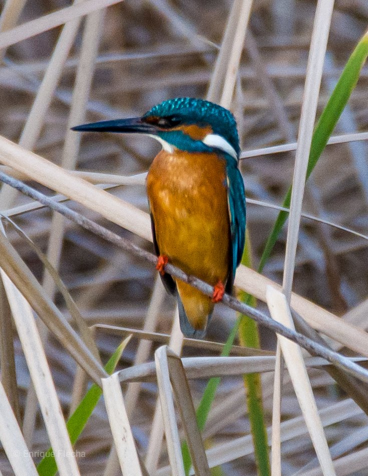 Martín pescador común (Alcedo atthis), de las aves más bellas de nuestra fauna, Parque Ornitológico Arrocampo, Saucedilla, Extremadura, España, Feb.2024, feliz semana, un saludo.
Orden: Coraciiformes
Familia: Alcedinidae
#BirdsSeenIn2024 #nikon #tamron #pajareando #aves #birds
