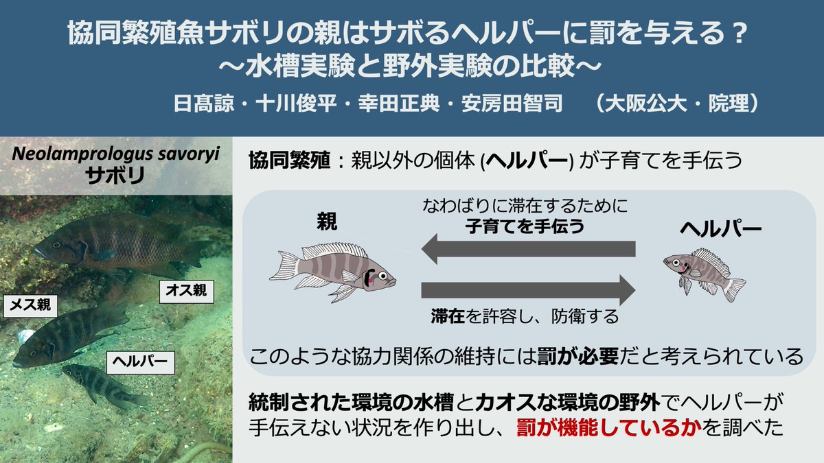 SavoRyoRyo's tweet photo. 3月3日に魚類生態研究会＠長崎で発表しました。多くの方に関心を持っていただき有意義な時間を過ごすことができました。 https://t.co/tS8ffLM0GB