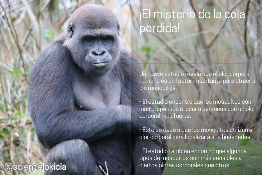 sciencelokicia's tweet photo. ¡El misterio de la cola perdida!
Un nuevo estudio revela por qué los humanos y algunos primates no tienen cola.
#Evolucion #ADN #Primates #SinCola #Ciencia https://t.co/WFajuaX5a7